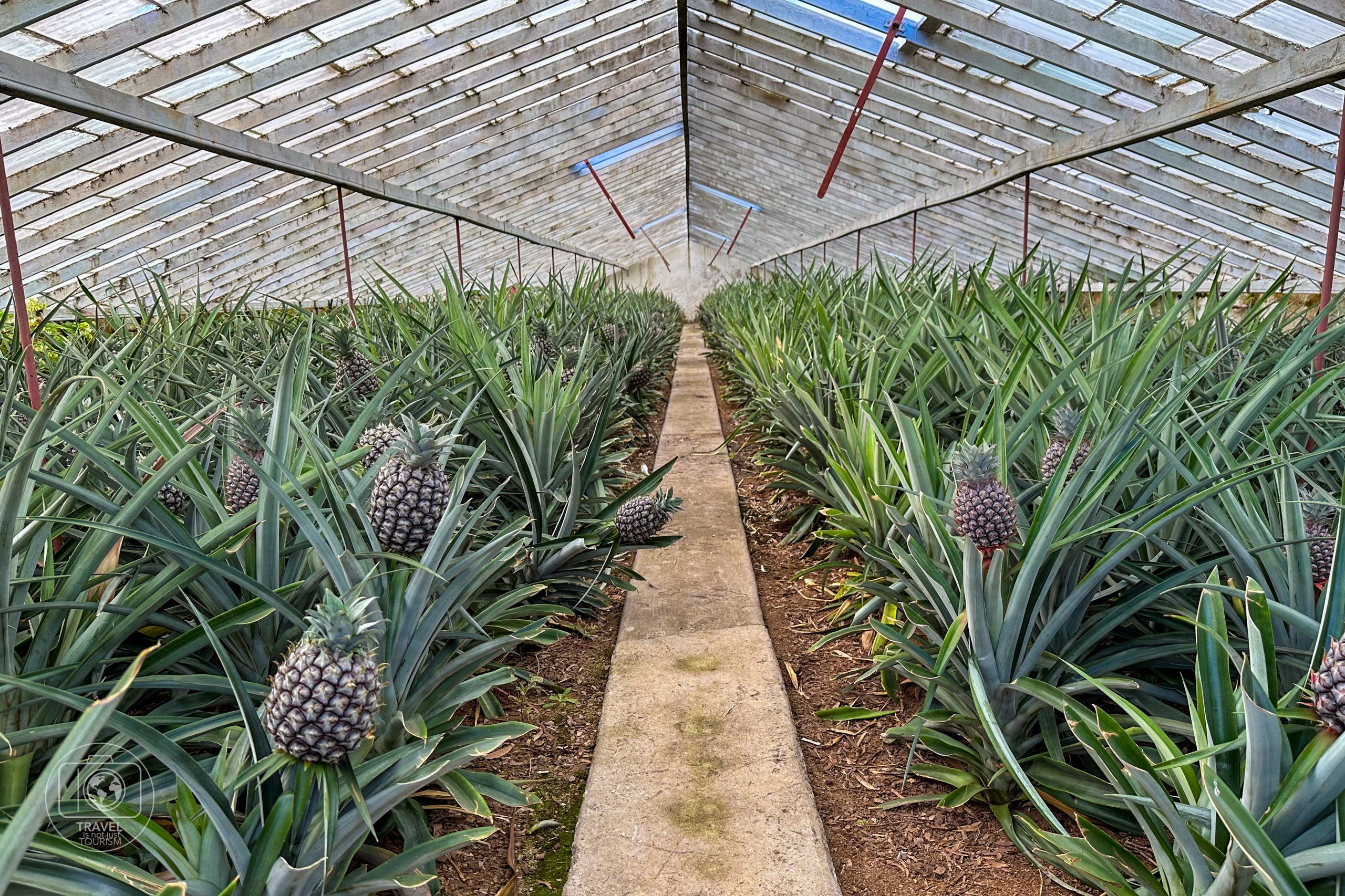 Reserva Florestal do Morro Alto · Vuelo Flores-São Miguel · Ponta Delgada