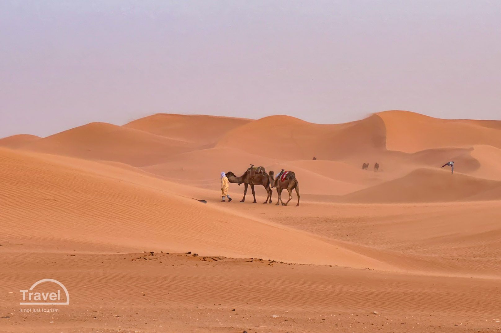 Camellos en desierto de Merzouga