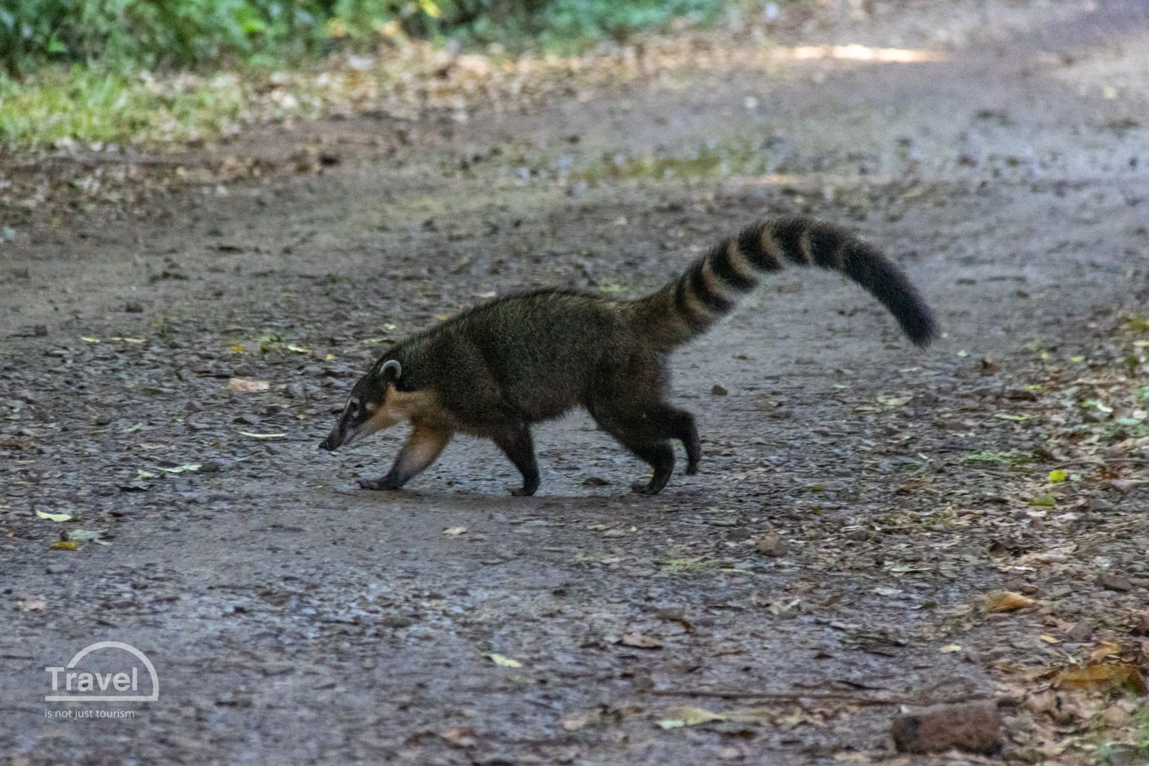 Coatí en Iguazú