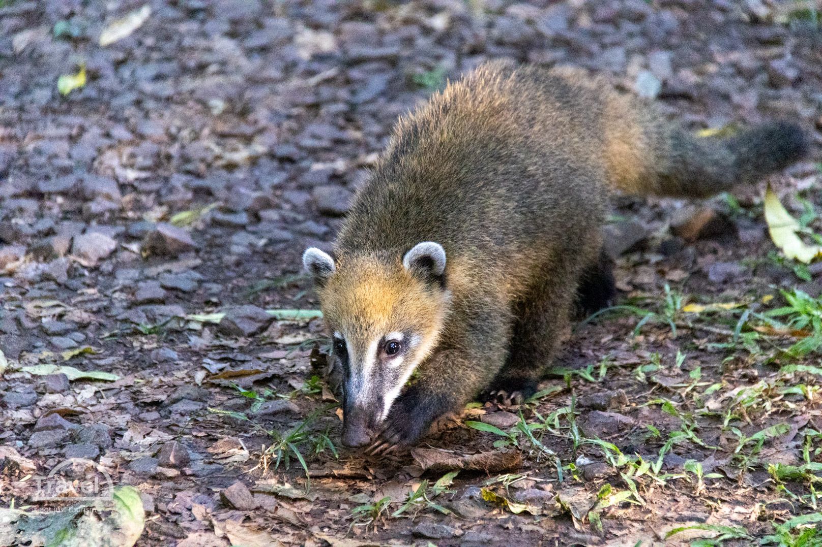 Coatí