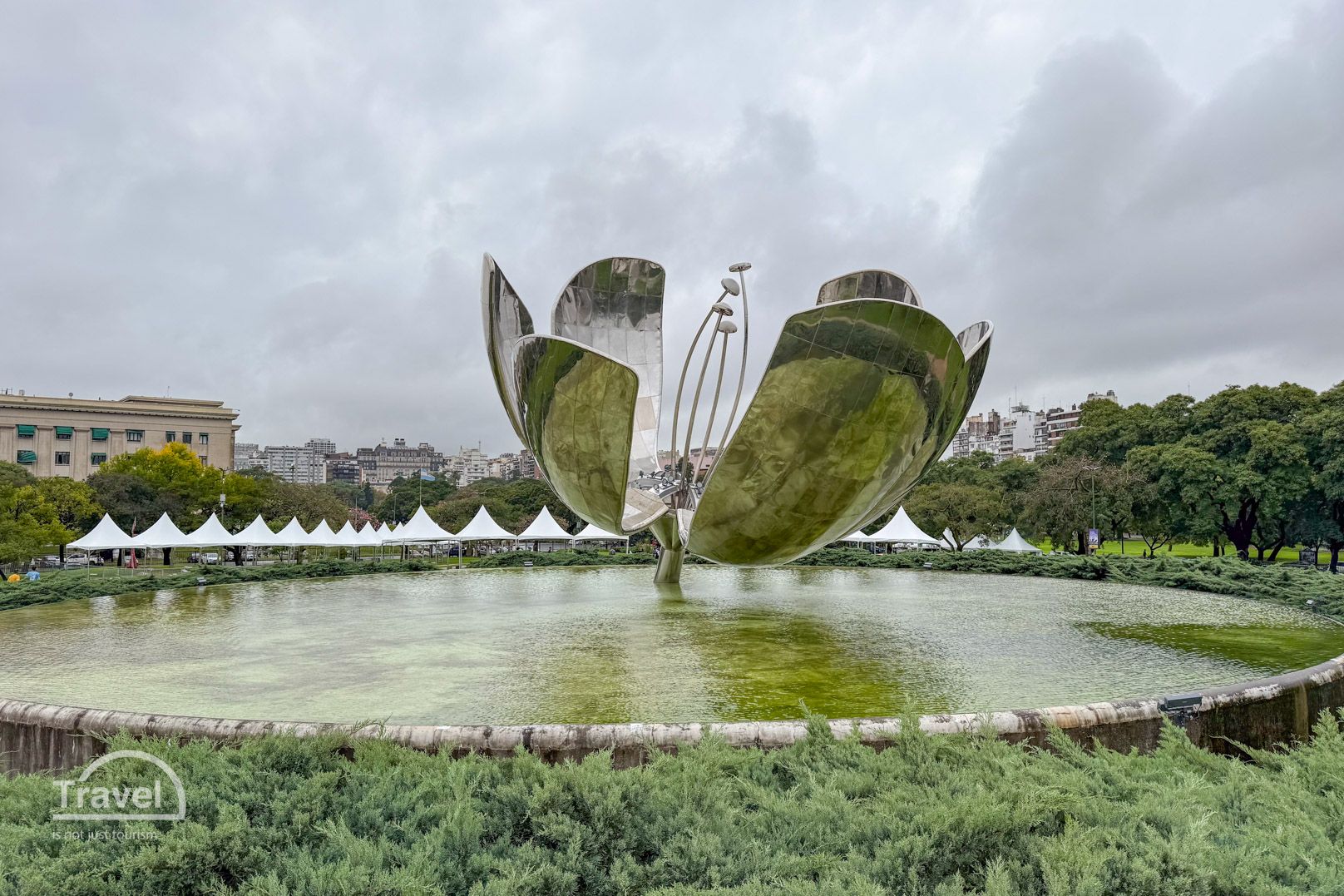 Floralis generica