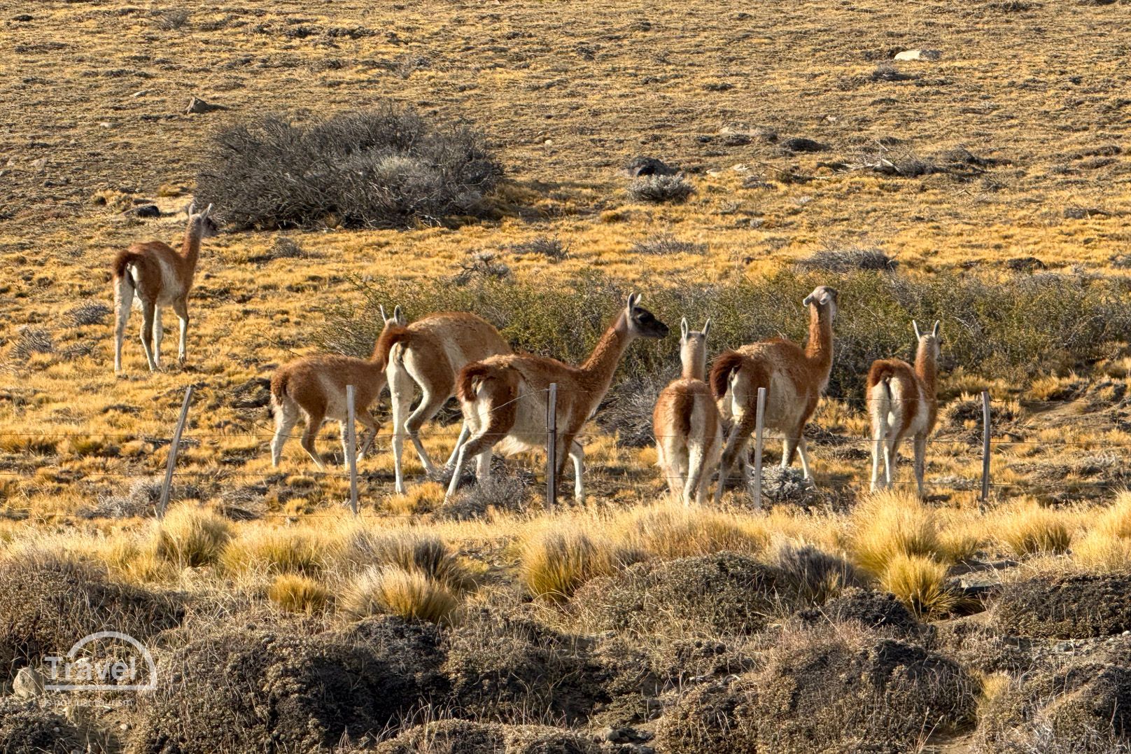 Huanacos en Patagonia