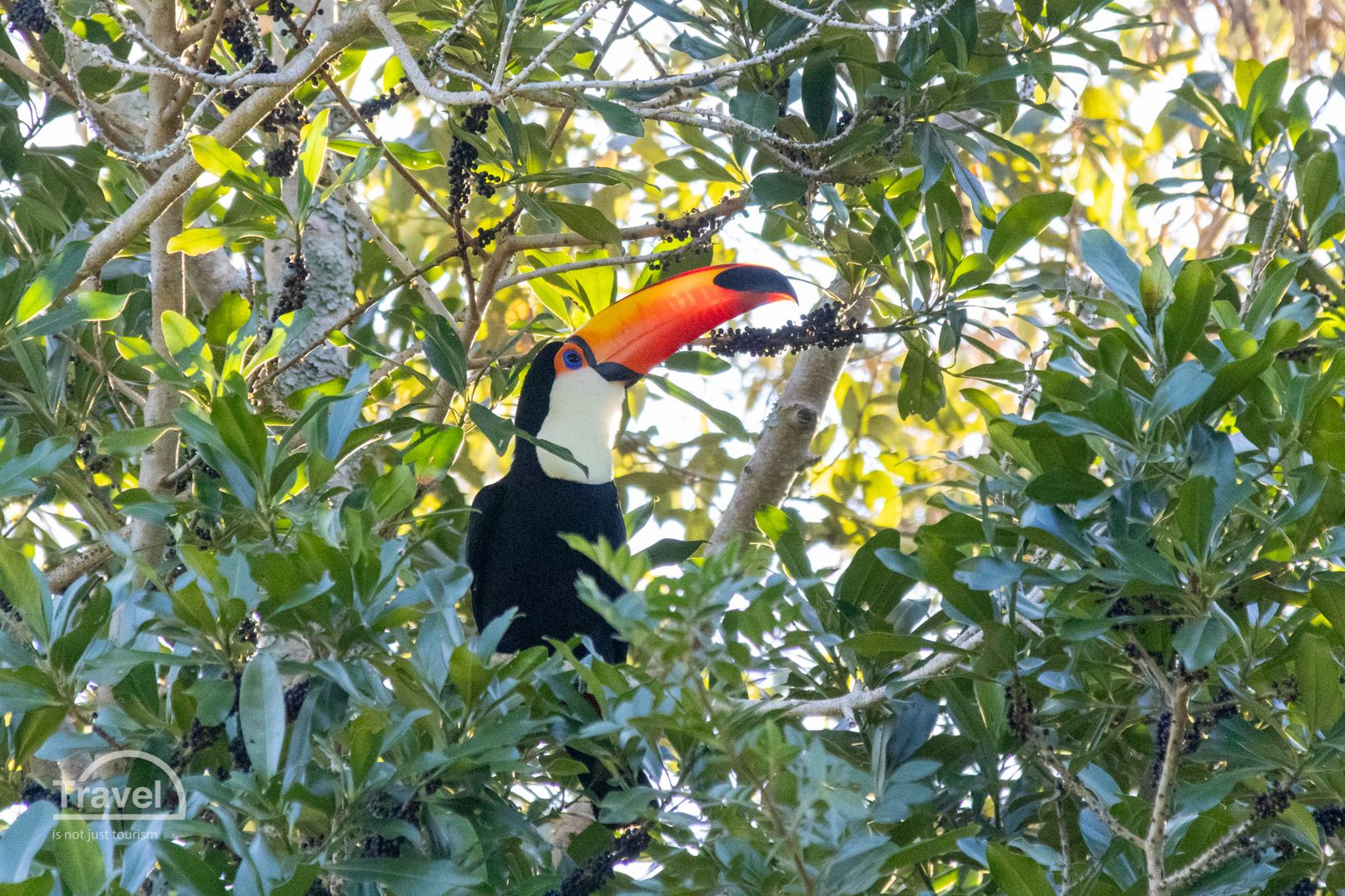 Tucán en Iguazú