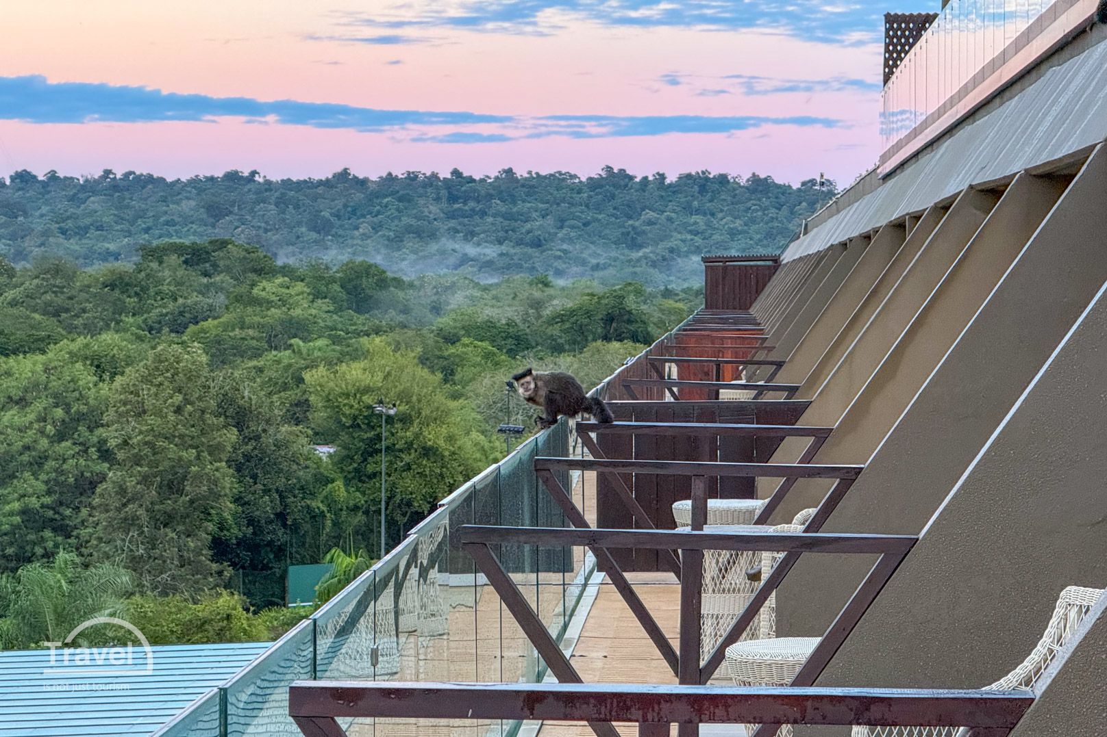 Mono en hotel Iguazú